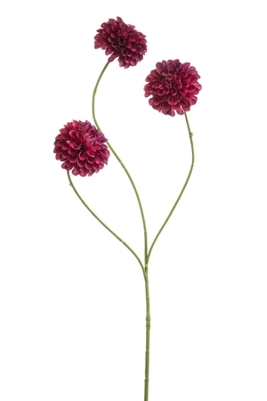Dahlia pompom mini spray x3 beauty 68cm