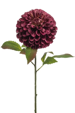 Dahlia pompom spray xl beauty 77cm