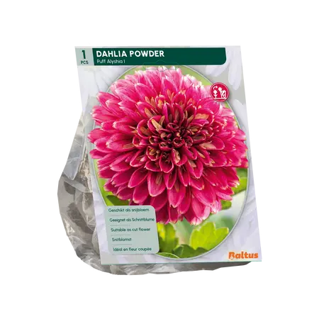Dahlia Powder Puff Alyshia per 1