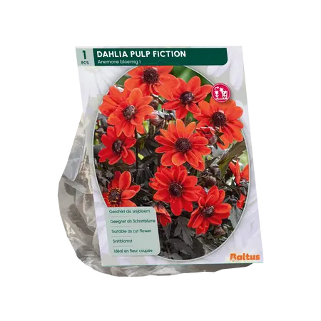 Dahlia Pulp Fiction per 1