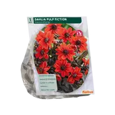 Dahlia Pulp Fiction per 1