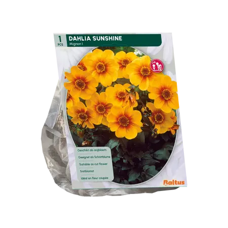 Dahlia Sunshine per 1