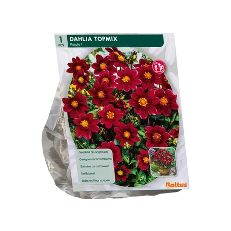Dahlia Topmix Purple per 1