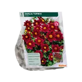 Dahlia Topmix Purple per 1