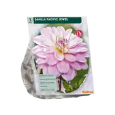 Dahlia Waterlily Pacific Jewel per 1