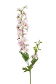 Delphinium spray lt pink 77cm