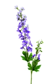 Delphinium spray lt purple 77cm