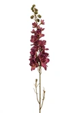 Delphinium spray beauty 87cm