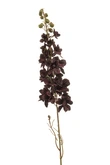 Delphinium spray burgundy 87cm