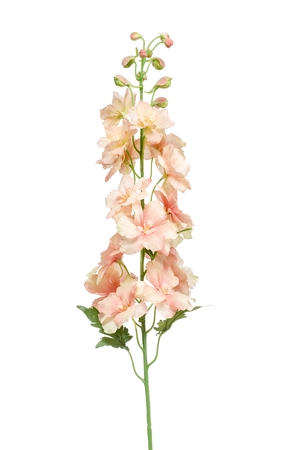 Delphinium spray peach 95cm