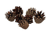 Dennenappel silvester 200g naturel