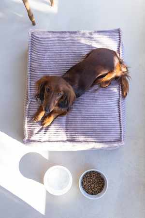 Designed by Lotte hondenkussen Ribbed Roze 70 x 55 cm - afbeelding 5
