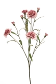 Dianthus spray old pink 70cm