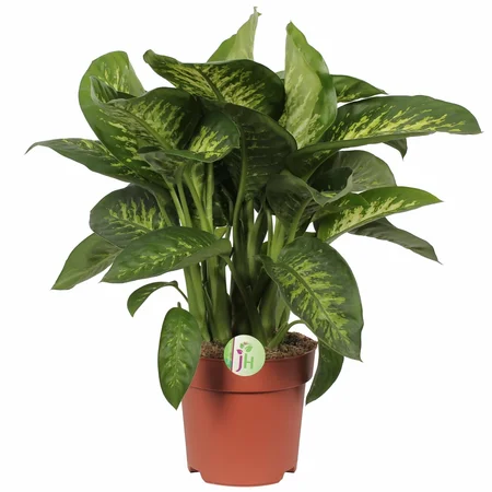 Dieffenbachia