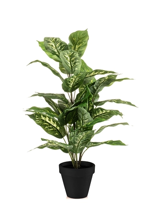 Dieffenbachia bush 65cm in pot