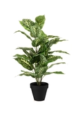 Dieffenbachia bush 65cm in pot