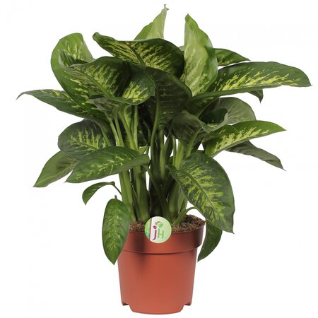 Dieffenbachia 'Reeva' 75cm hoog,
