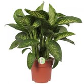 Dieffenbachia 'Reeva' 75cm hoog,
