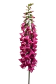 Digitalis spray beauty 120cm