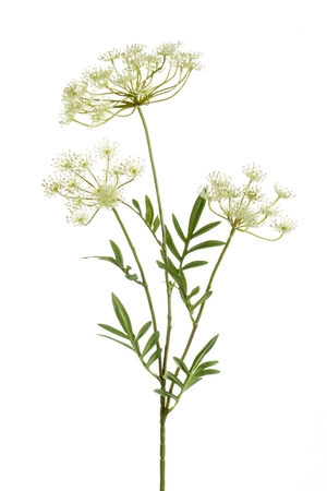 Dill spray x3 80cm white