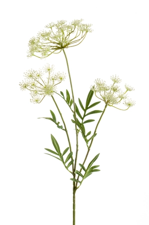 Dill spray white 80cm