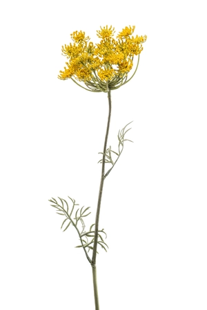 Dill spray yellow 67cm