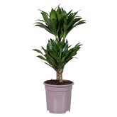 Dracaena compacta 60cm hoog,