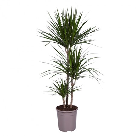 Dracaena marginata 130cm hoog,