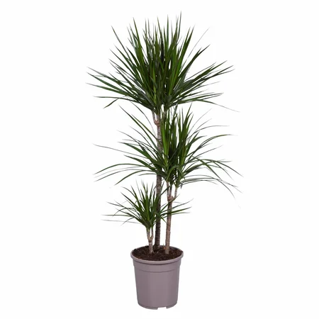 Dracaena Marginata
