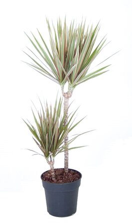 Dracaena Marginata