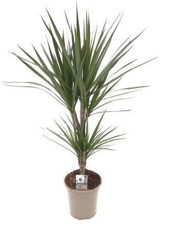 Dracaena marginata 80cm hoog,