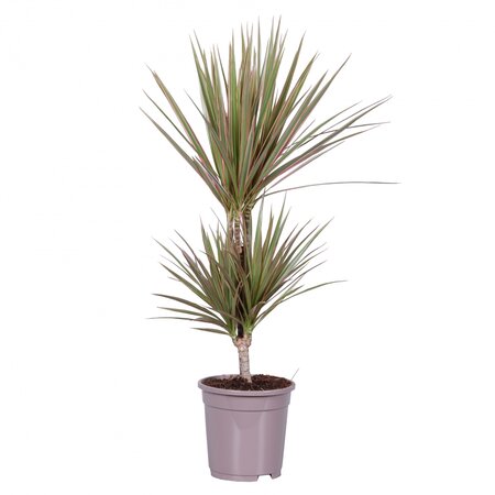 Dracaena marginata bicolor 85cm hoog,