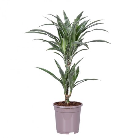 Dracaena Warneckei 70cm hoog,