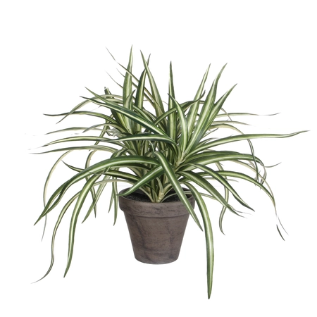 Dracaena wit in pot Stan grijs d11,5cm - h34xd40cm