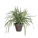 Dracaena wit in pot Stan grijs d11,5cm - h34xd40cm
