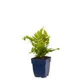 Dryopteris erythrosora