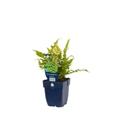 Dryopteris erythrosora - afbeelding 2