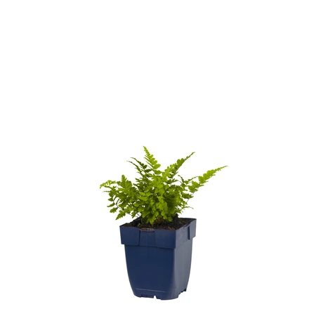 Dryopteris filix-mas - afbeelding 1