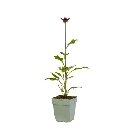 Echinacea Sombrero Salsa Red - afbeelding 1