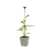 Echinacea Sombrero Salsa Red