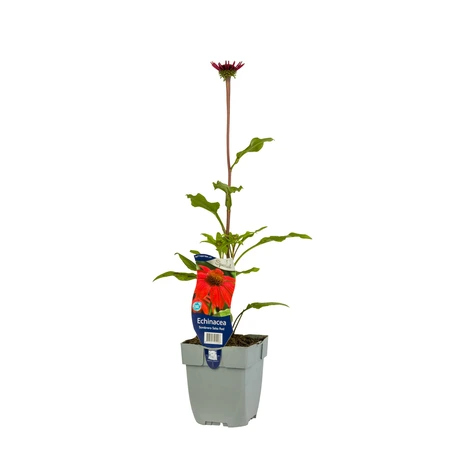 Echinacea Sombrero Salsa Red - afbeelding 2