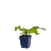 Echinops bann. 'Taplow Blue'