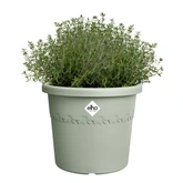 Elho algarve cilindro 25cm tijmgroen - afbeelding 2