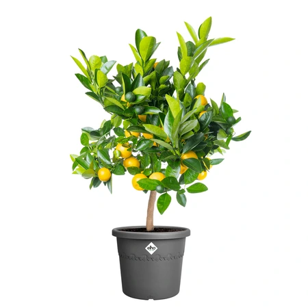 Elho algarve cilindro 30cm antraciet - afbeelding 2