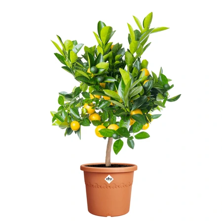 Elho algarve cilindro 35cm terra - afbeelding 2