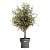 Elho algarve cilindro 48cm antraciet - afbeelding 2