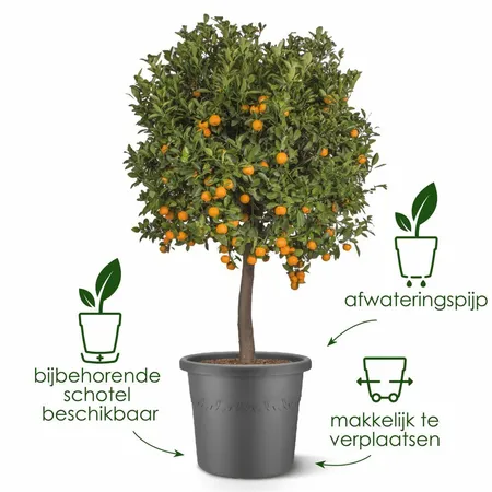 Elho algarve cilindro 48cm antraciet - afbeelding 3