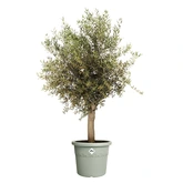 Elho algarve cilindro 58cm tijmgroen - afbeelding 2