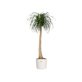 Elho b.for soft rond 14cm wit - afbeelding 2