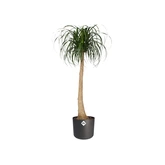 Elho b.for soft rond 16cm antraciet - afbeelding 2